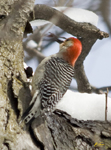 Red bellied Woodpecker
